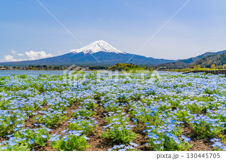 【山梨県】ネモフィラ咲く河口湖・大石公園から富士山 130445705