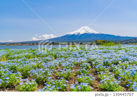 【山梨県】ネモフィラ咲く河口湖・大石公園から富士山 【山梨県】ネモフィラ咲く河口湖・大石公園から富士山 130445707