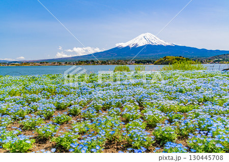 【山梨県】ネモフィラ咲く河口湖・大石公園から富士山 130445708