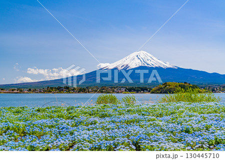 【山梨県】ネモフィラ咲く河口湖・大石公園から富士山 【山梨県】ネモフィラ咲く河口湖・大石公園から富士山 130445710
