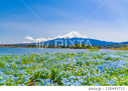 【山梨県】ネモフィラ咲く河口湖・大石公園から富士山 130445711