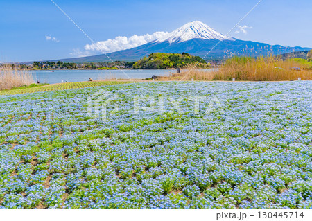 【山梨県】ネモフィラ咲く河口湖・大石公園から富士山 130445714