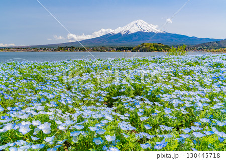 【山梨県】ネモフィラ咲く河口湖・大石公園から富士山 130445718