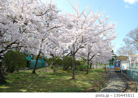 松ヶ丘公園の桜 撮影日:2008/4/12 松ヶ丘公園の桜 撮影日:2008/4/12 130445811