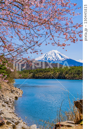 【山梨県】桜咲く西湖の湖畔から富士山 130445815