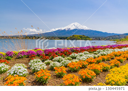 【山梨県】カラフルな春の花咲く河口湖大石公園から富士山 130445971