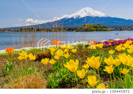 【山梨県】カラフルな春の花咲く河口湖大石公園から富士山 130445972