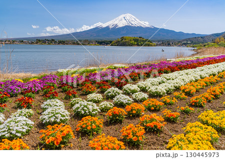 【山梨県】カラフルな春の花咲く河口湖大石公園から富士山 【山梨県】カラフルな春の花咲く河口湖大石公園から富士山 130445973