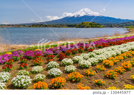 【山梨県】カラフルな春の花咲く河口湖大石公園から富士山 【山梨県】カラフルな春の花咲く河口湖大石公園から富士山 130445977