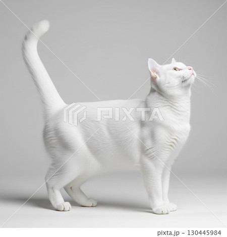 白い背景に立つ白猫のポートレート｜ペットと動物の写真素材　猫図鑑 130445984