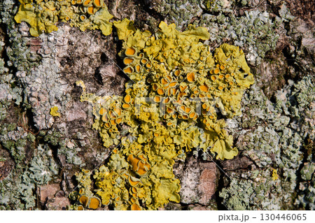 A close up shows light yellow and grey green lichen growing in patches on rough and textured tree bark on a sunny day 130446065