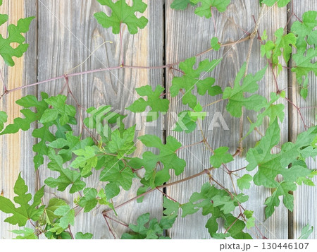 木の板を這うツタの緑の葉模様 130446107