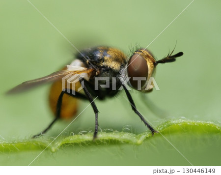 マルボシヒラタヤドリバエ（多分）のクローズアップ、横顔 130446149