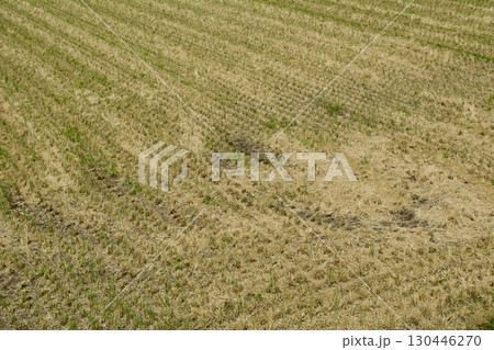 田んぼ 8月 稲刈り後 130446270