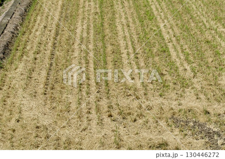 田んぼ 8月 稲刈り後 田んぼ 8月 稲刈り後 130446272