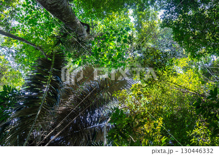 Lush tropical rainforest canopy in Tentena, Sulawesi, Indonesia 130446332