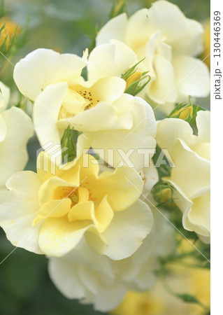 ローズガーデンでところ狭しと咲くバラの花 ローズガーデンでところ狭しと咲くバラの花 130446369