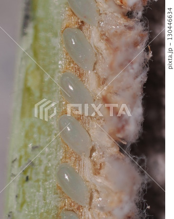 チュウゴクアミガサハゴロモが産卵した茎を割って卵を見てみた チュウゴクアミガサハゴロモが産卵した茎を割って卵を見てみた 130446634