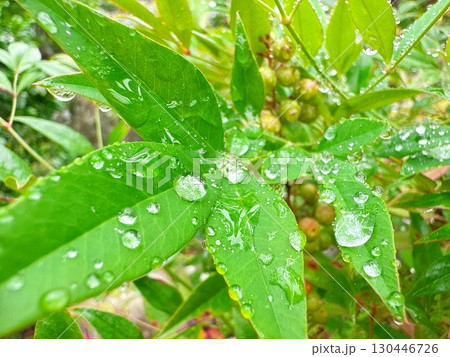 雨上がりに濡れた緑の葉と透明なしずく 雨上がりに濡れた緑の葉と透明なしずく 130446726