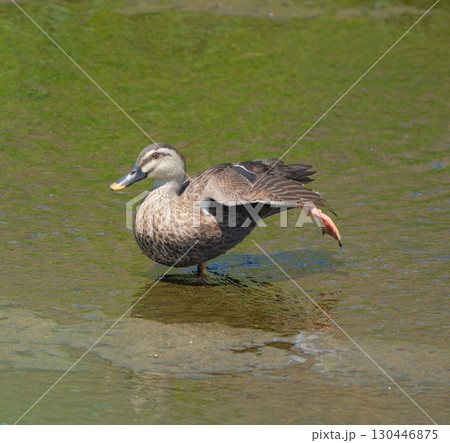 肩足立で伸びをするカルガモ 肩足立で伸びをするカルガモ 130446875