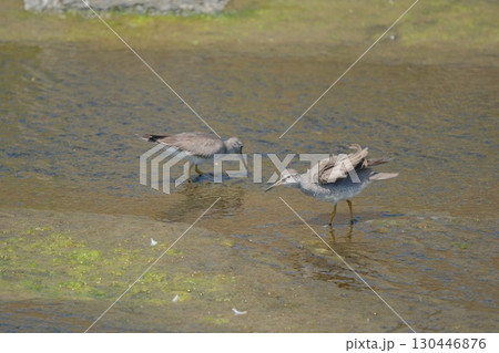 キアシシギがブルっとしたところ 130446876