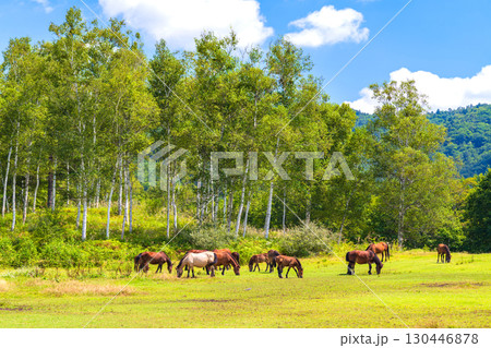 天然記念物 木曽馬 130446878