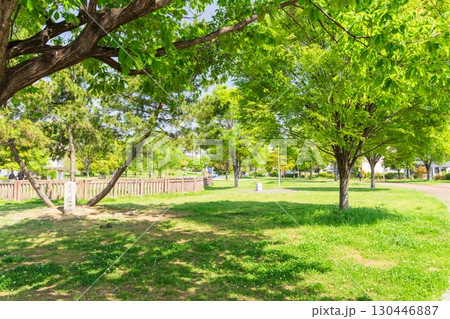 西台蓮池公園の春の風景 神戸市長田区にて 西台蓮池公園の春の風景 神戸市長田区にて 130446887