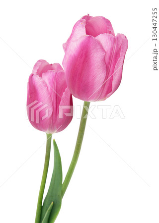 Tulip isolated on white background. Clipping path 130447255
