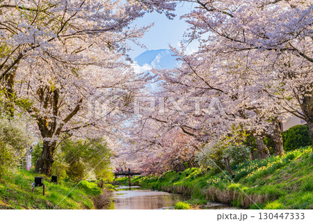 【山梨県】忍野村・新名庄川の桜と富士山 130447333