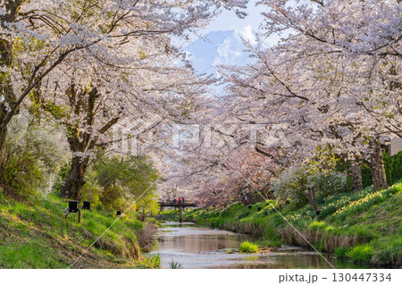 【山梨県】忍野村・新名庄川の桜と富士山 130447334