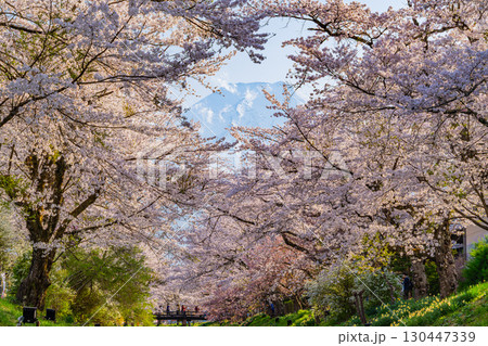 【山梨県】忍野村・新名庄川の桜と富士山 【山梨県】忍野村・新名庄川の桜と富士山 130447339