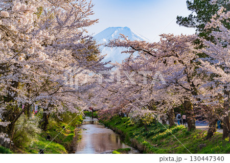 【山梨県】忍野村・新名庄川の桜と富士山 【山梨県】忍野村・新名庄川の桜と富士山 130447340