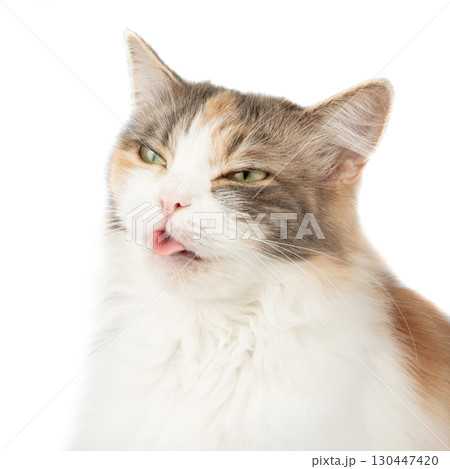 Fluffy long hair cat sitting isolated on the white background 130447420
