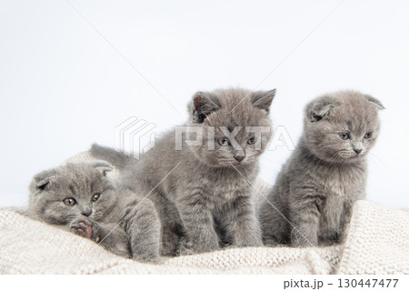 little british short hair blue kittens beautiful funny on white background little british short hair blue kittens beautiful funny on white background 130447477
