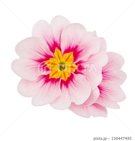 single pink fuchsia Primula Vulgaris flower. Isolated on a white background. 130447495