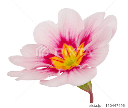 single pink fuchsia Primula Vulgaris flower. Isolated on a white background. single pink fuchsia Primula Vulgaris flower. Isolated on a white background. 130447496
