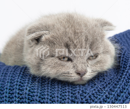 little british short hair blue kittens beautiful funny little british short hair blue kittens beautiful funny 130447513