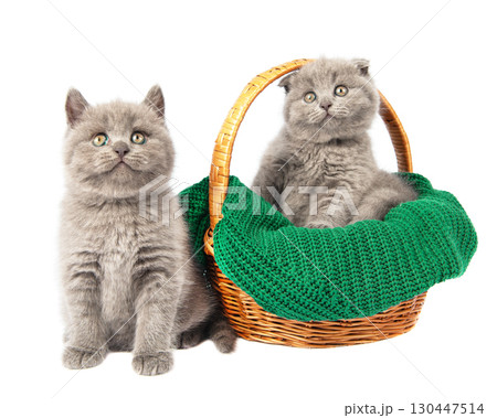 little british short hair blue kittens beautiful funny little british short hair blue kittens beautiful funny 130447514