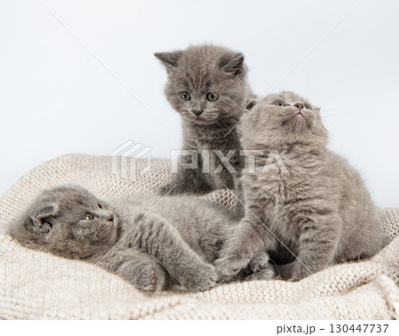 Cute grey British Shorthair cat kitten on a white background. Cute grey British Shorthair cat kitten on a white background. 130447737