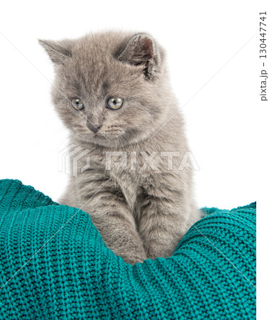 Cute grey British Shorthair cat kitten on a white background. Cute grey British Shorthair cat kitten on a white background. 130447741