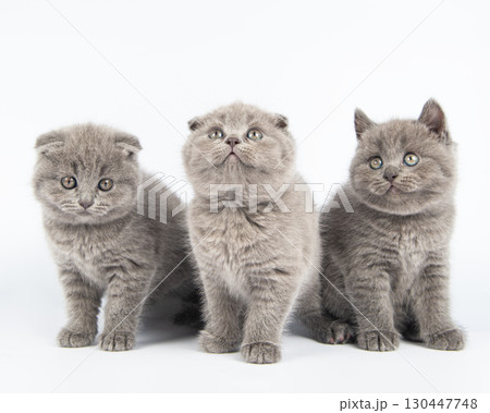 Cute grey British Shorthair cat kitten on a white background. Cute grey British Shorthair cat kitten on a white background. 130447748