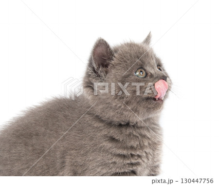 Cute grey British Shorthair cat kitten on a white background. Cute grey British Shorthair cat kitten on a white background. 130447756