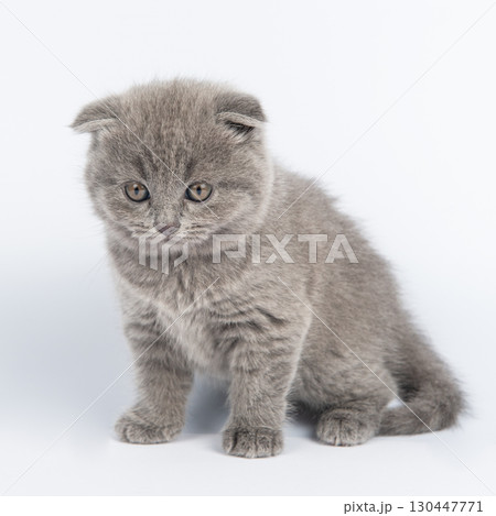 Cute grey British Shorthair cat kitten on a white background. Cute grey British Shorthair cat kitten on a white background. 130447771