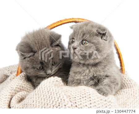Purebred British Shorthair Blue Kitten in the basket 130447774