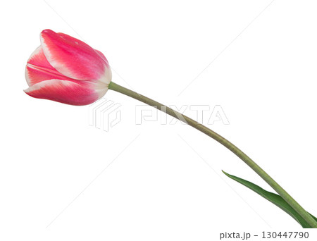 beautiful, pink tulip isolated on the white background beautiful, pink tulip isolated on the white background 130447790