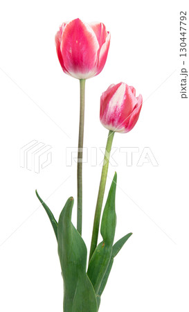 beautiful, pink tulip isolated on the white background 130447792