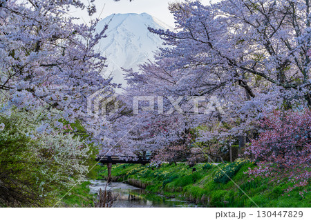 【山梨県】忍野村・新名庄川のライトアップ桜と富士山 【山梨県】忍野村・新名庄川のライトアップ桜と富士山 130447829