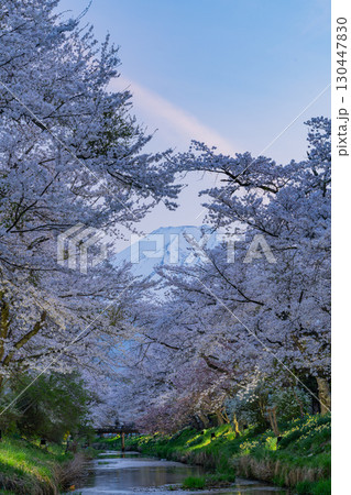 【山梨県】忍野村・新名庄川のライトアップ桜と富士山 【山梨県】忍野村・新名庄川のライトアップ桜と富士山 130447830