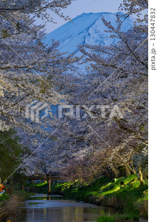 【山梨県】忍野村・新名庄川のライトアップ桜と富士山 【山梨県】忍野村・新名庄川のライトアップ桜と富士山 130447832