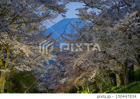 【山梨県】忍野村・新名庄川のライトアップ桜と富士山 130447834